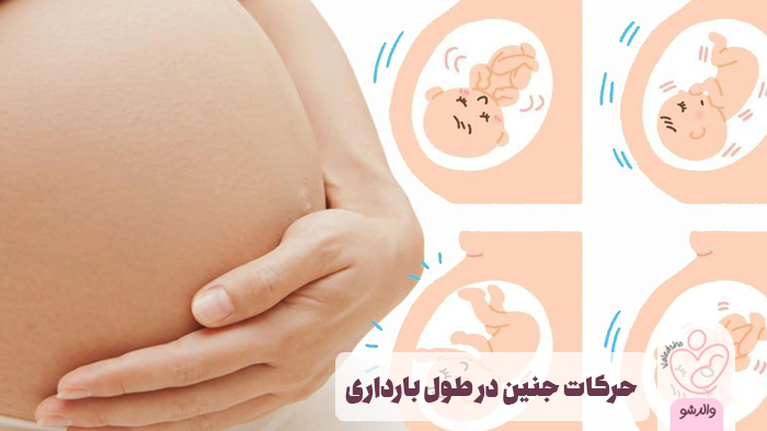 حرکات جنین در طول بارداری